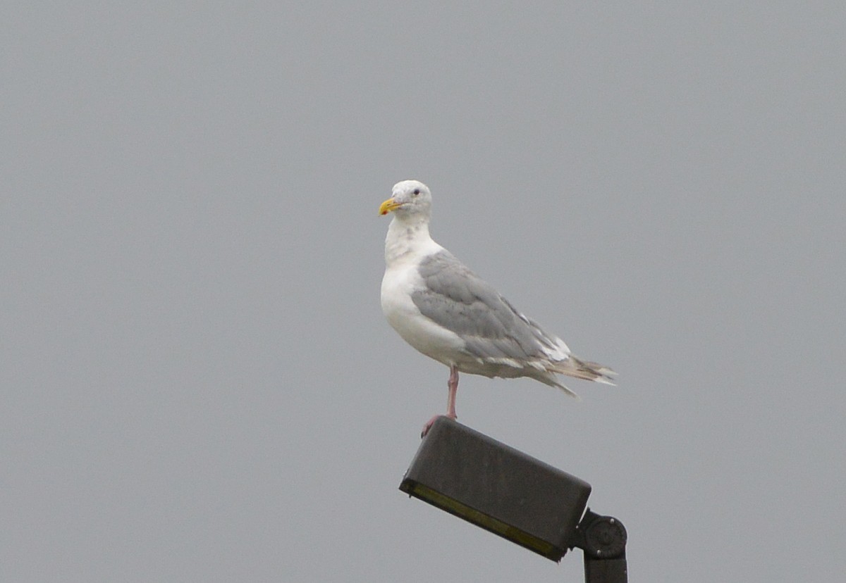 Glaucous-winged Gull - Andreas Deissner