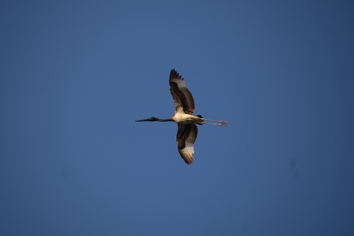 Black-necked Stork - ML313773431