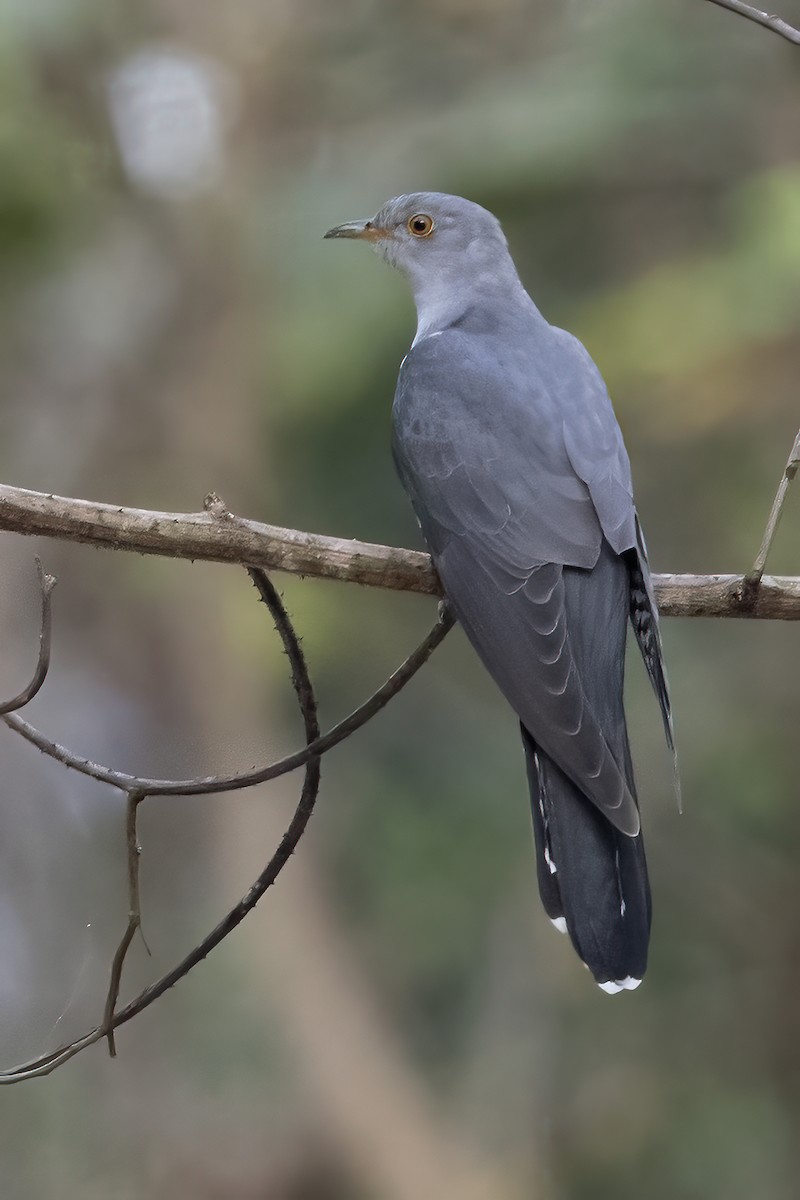 Himalayan Cuckoo - Anonymous