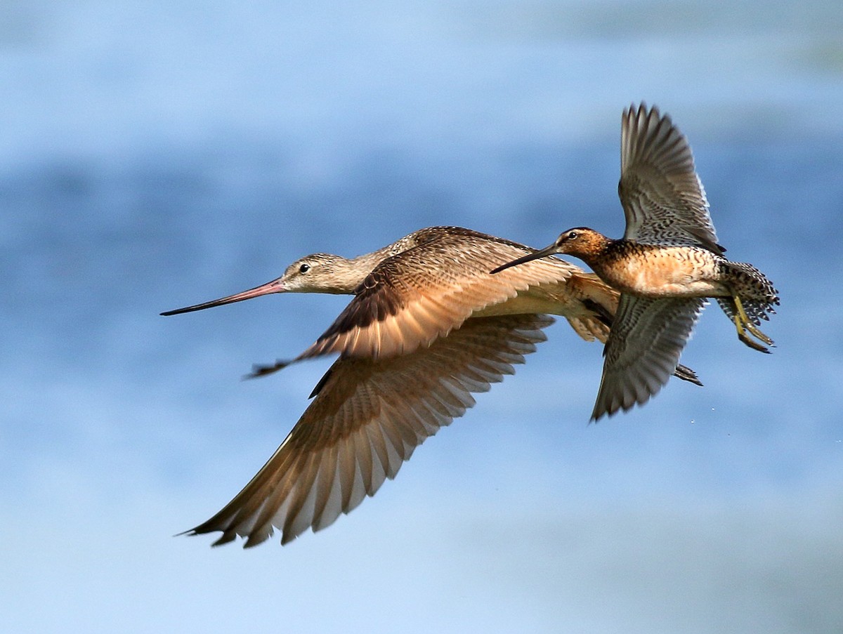 Marbled Godwit - Robb Hinds