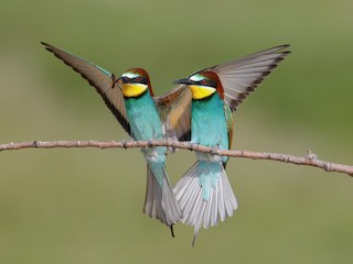  - European Bee-eater