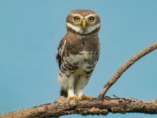  - Forest Owlet