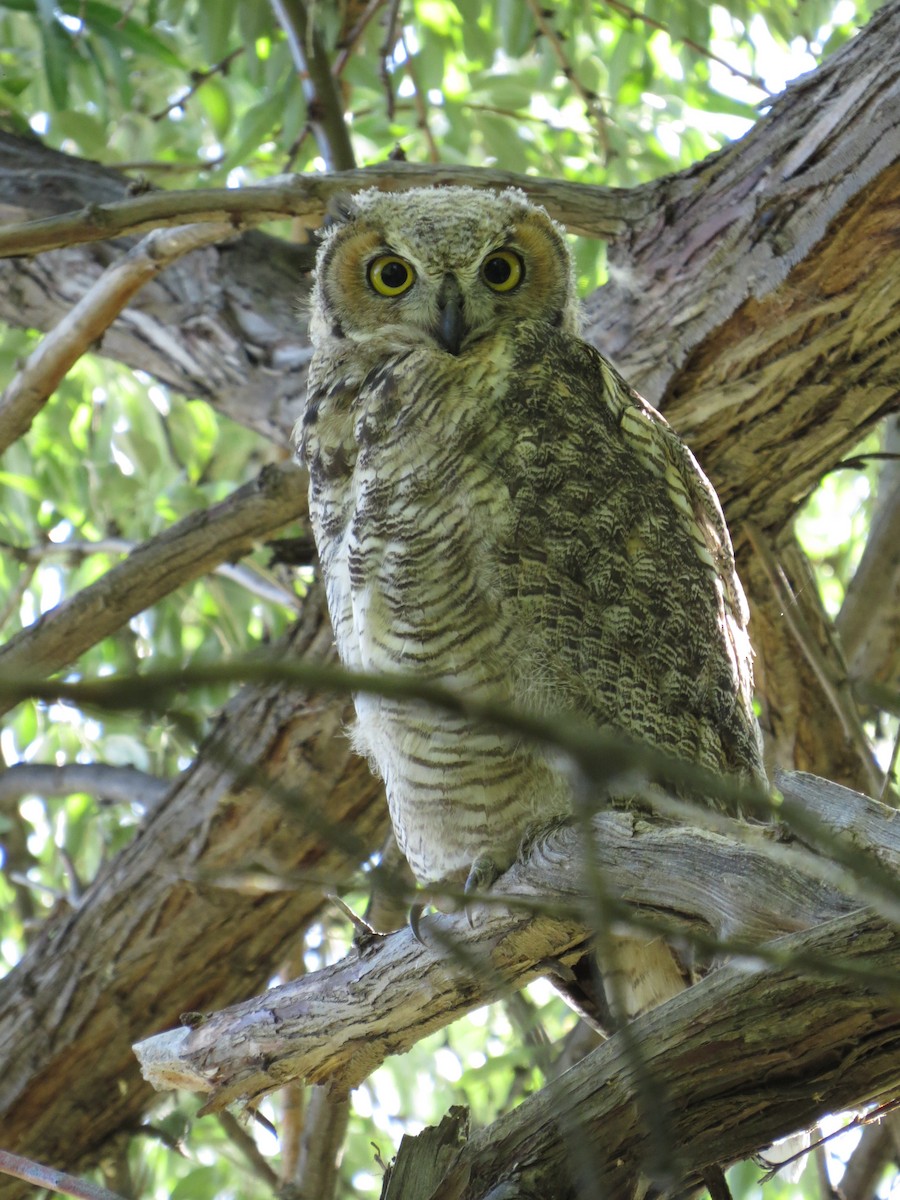 Great Horned Owl - ML31378261