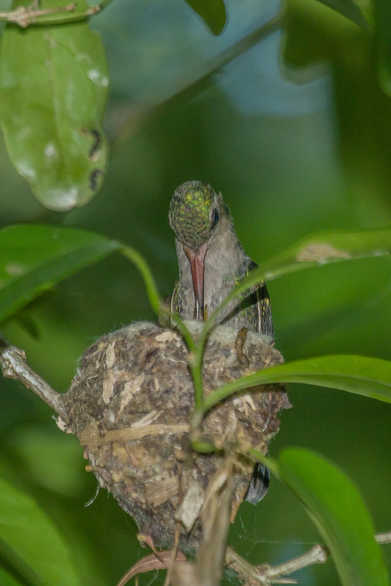 kolibřík lesklobřichý - ML313785301