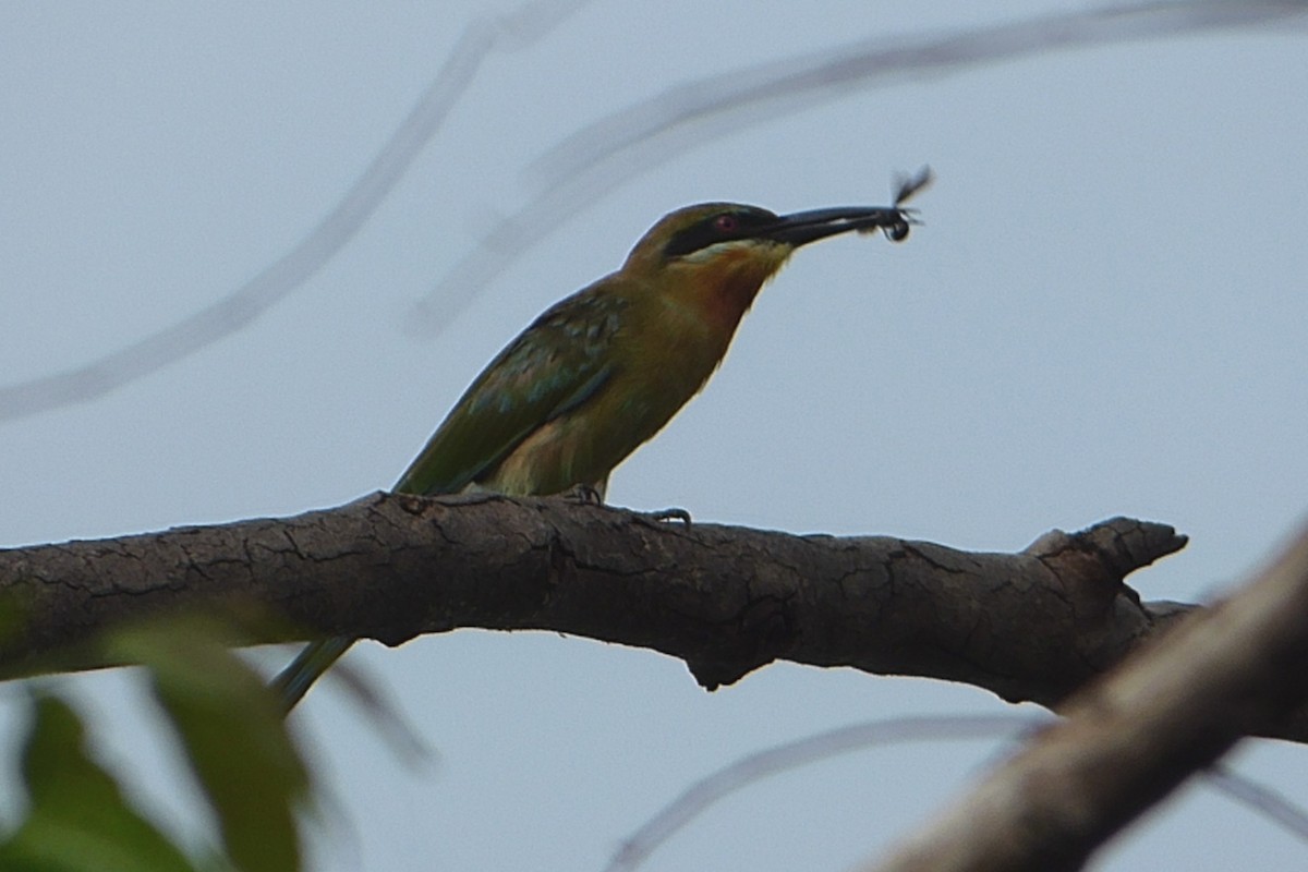 Blue-tailed Bee-eater - ML313791021