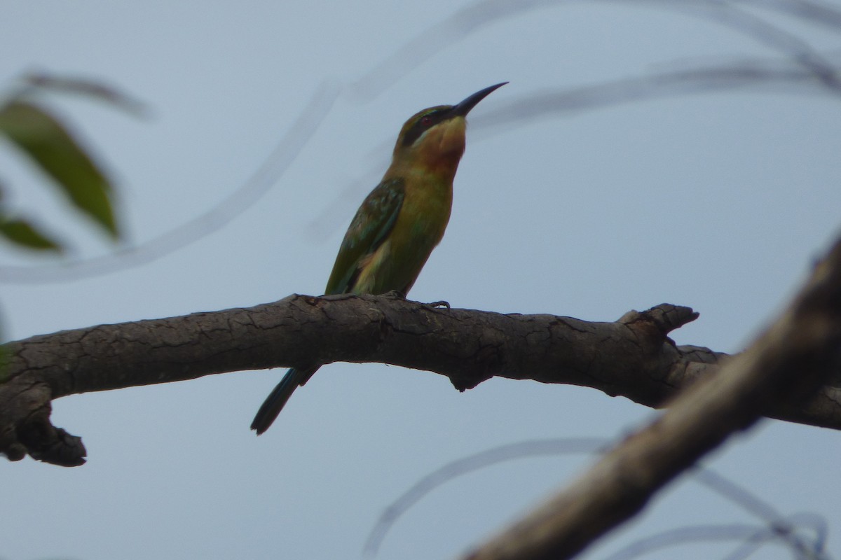 Blue-tailed Bee-eater - ML313791031