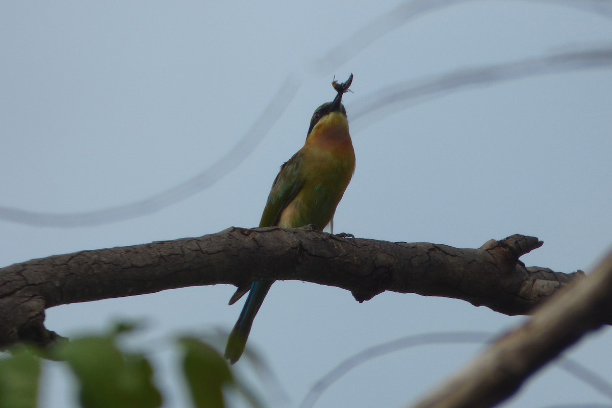 Blue-tailed Bee-eater - ML313791051
