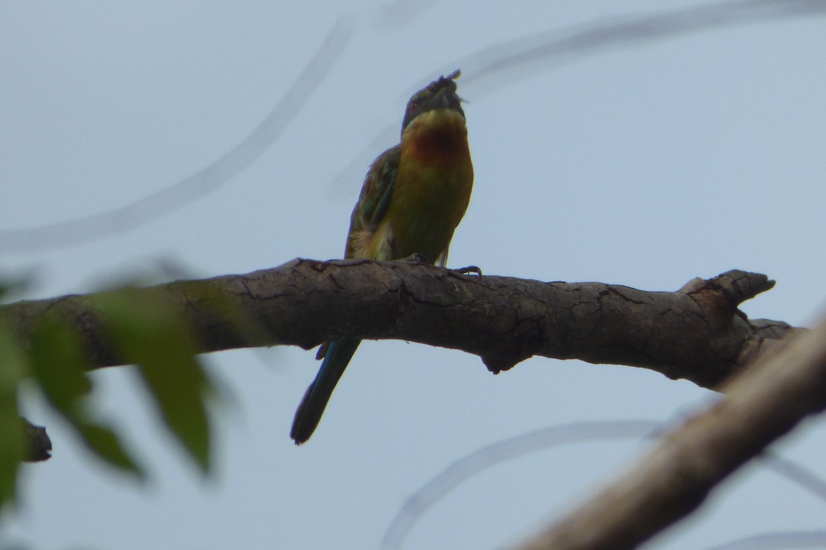 Blue-tailed Bee-eater - ML313791121