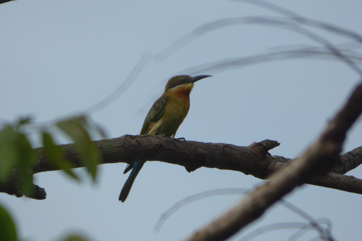 Blue-tailed Bee-eater - ML313791131