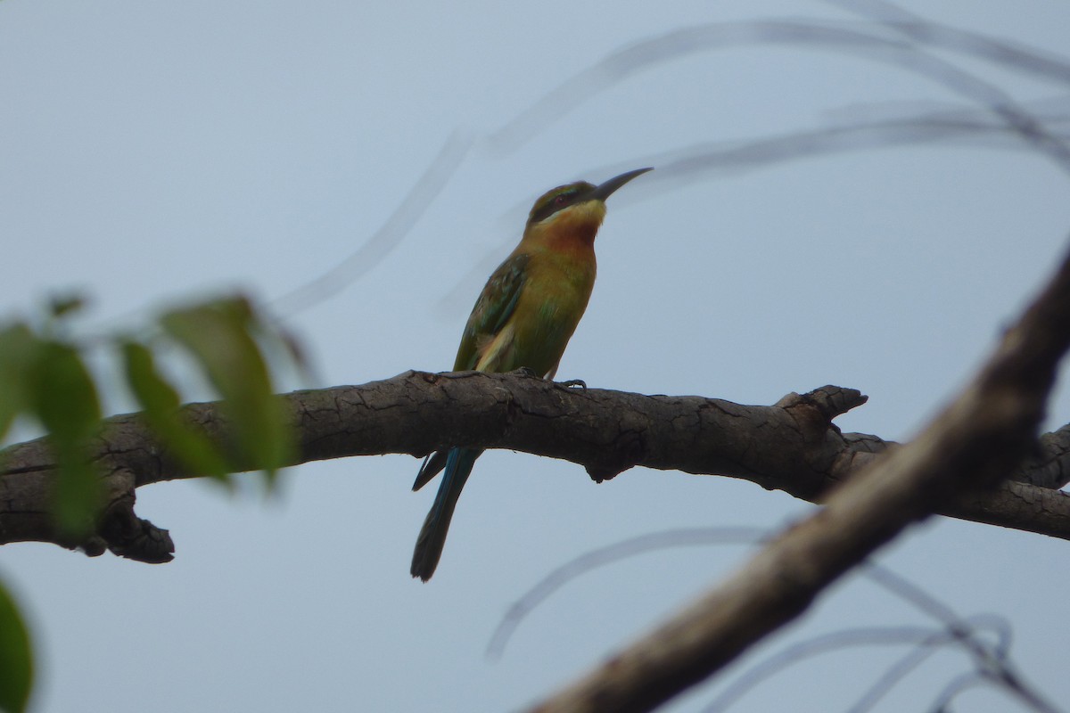 Blue-tailed Bee-eater - ML313791141