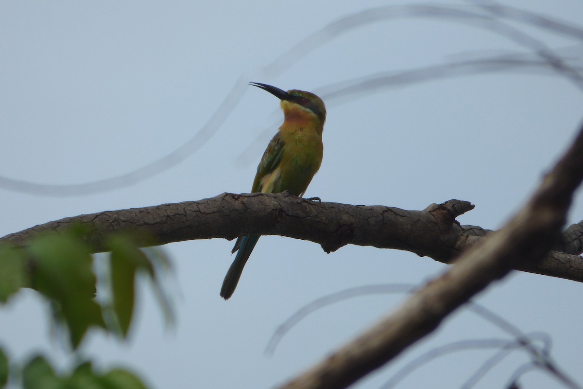 Blue-tailed Bee-eater - ML313791151