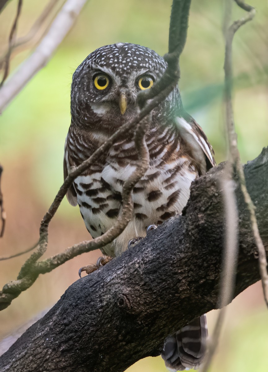 African Barred Owlet - ML313793031