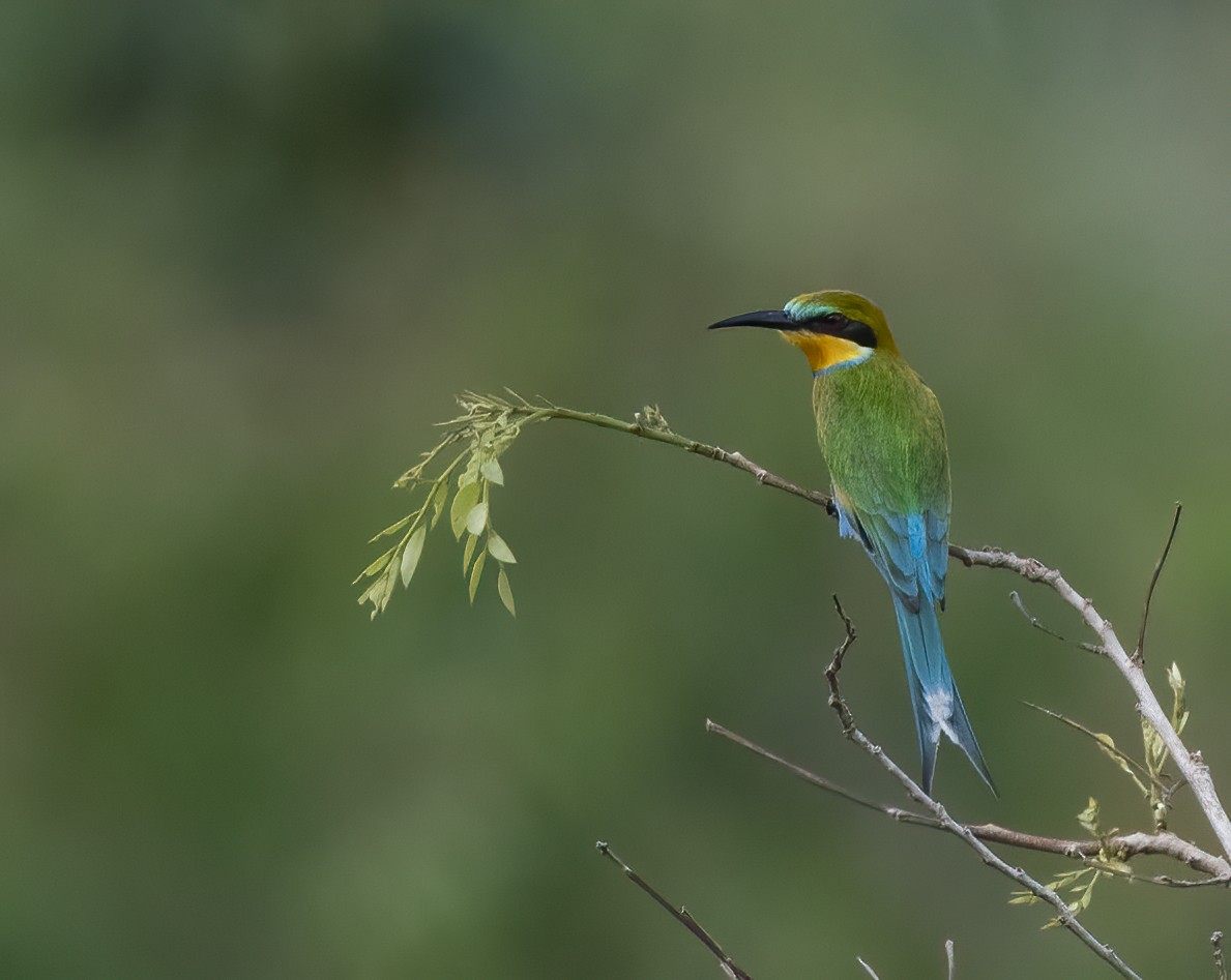 Swallow-tailed Bee-eater - ML313793071