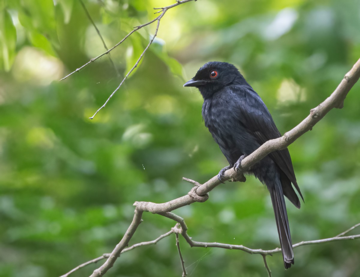 Western Square-tailed Drongo - ML313793301