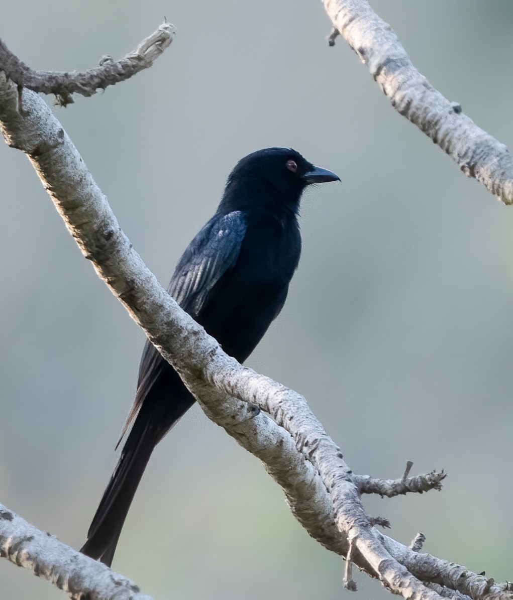 Fork-tailed Drongo (Glossy-backed) - ML313793361