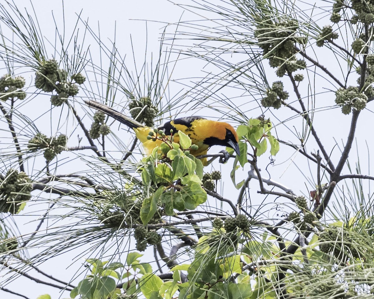Spot-breasted Oriole - ML31379341