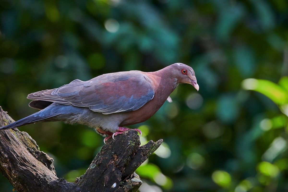 Red-billed Pigeon - Carlos  Bolaños