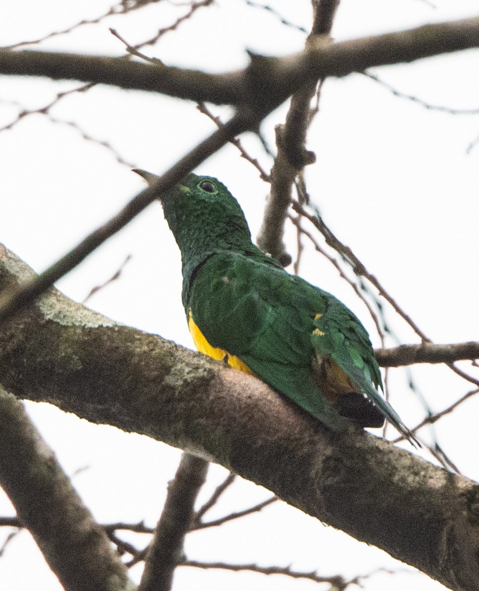 African Emerald Cuckoo - ML313796191