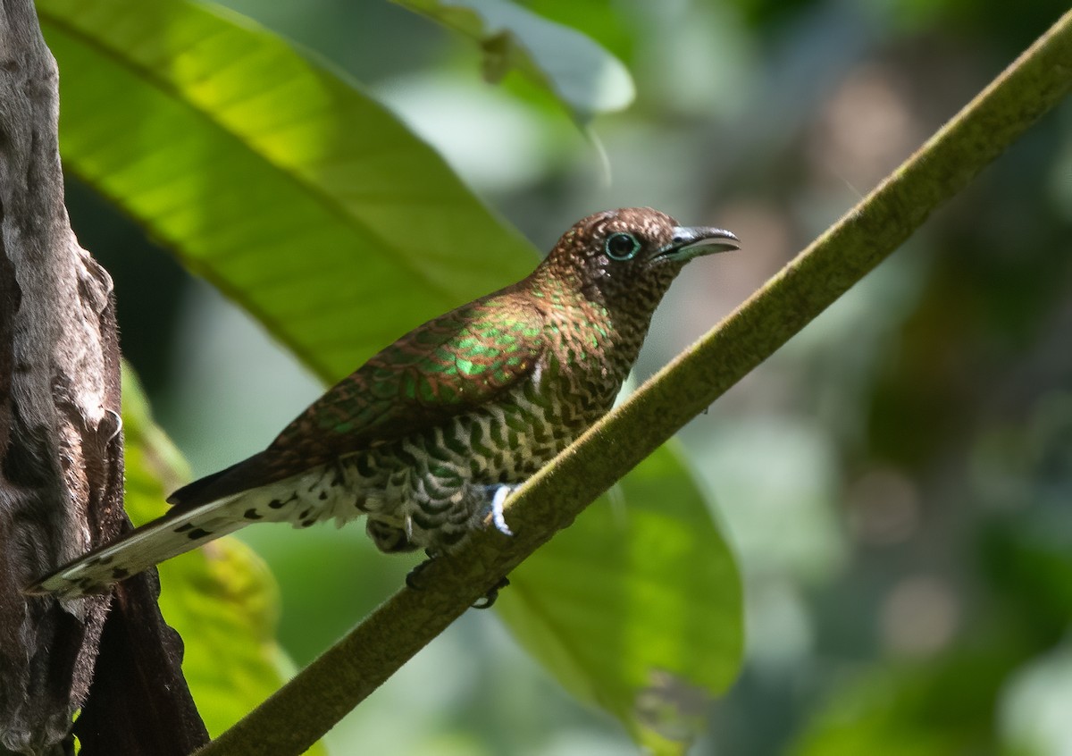 African Emerald Cuckoo - ML313796201
