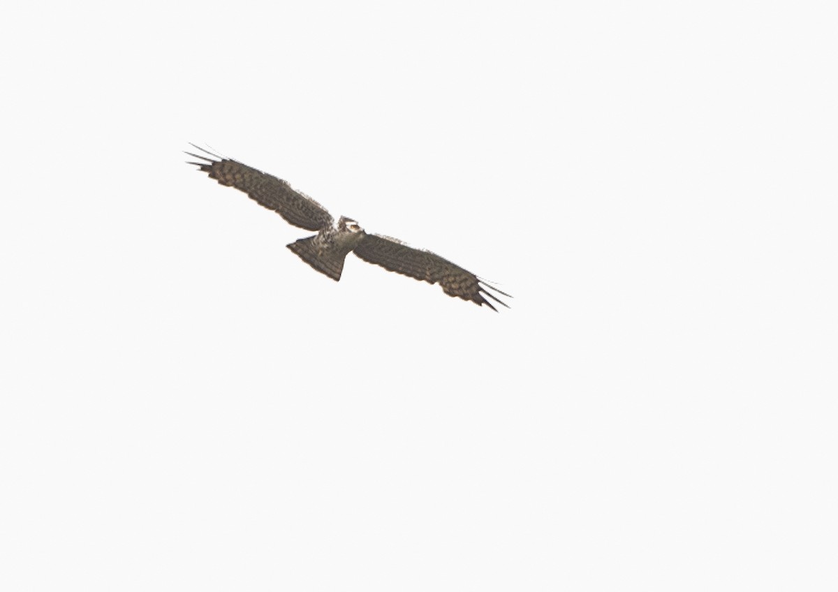 Ayres's Hawk-Eagle - ML313796391