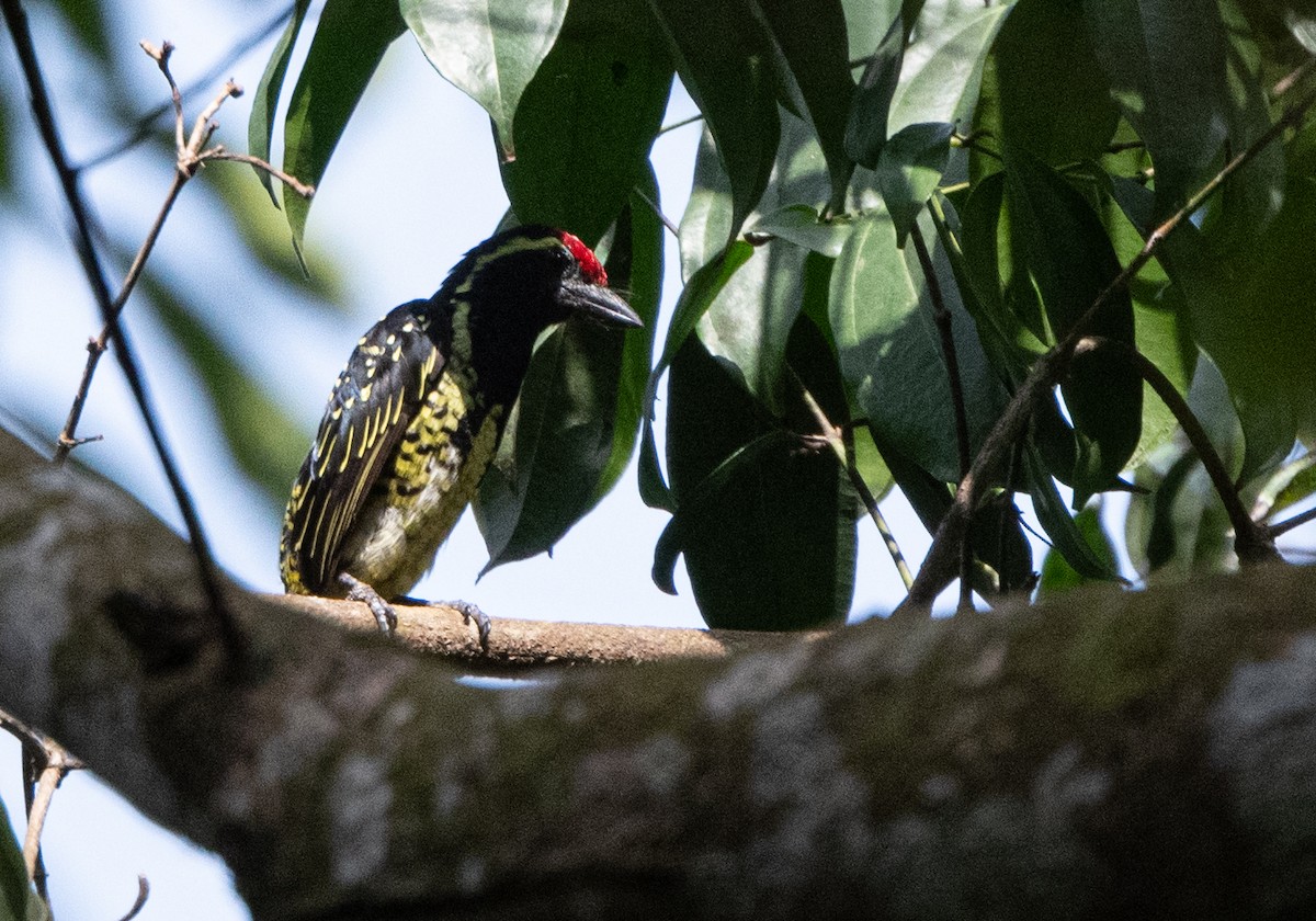 Yellow-spotted Barbet - John Sterling