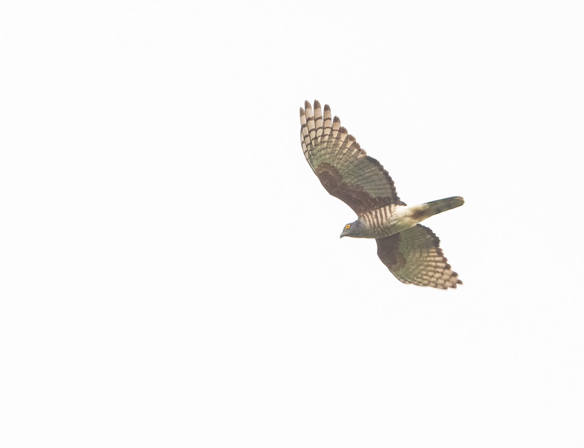African Cuckoo-Hawk - John Sterling