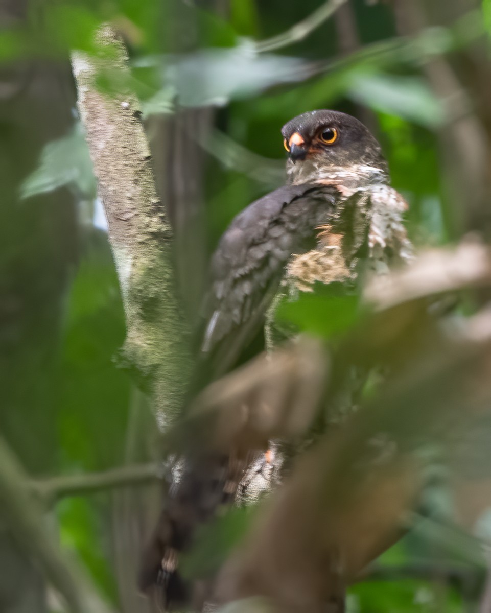 Red-thighed Sparrowhawk - John Sterling