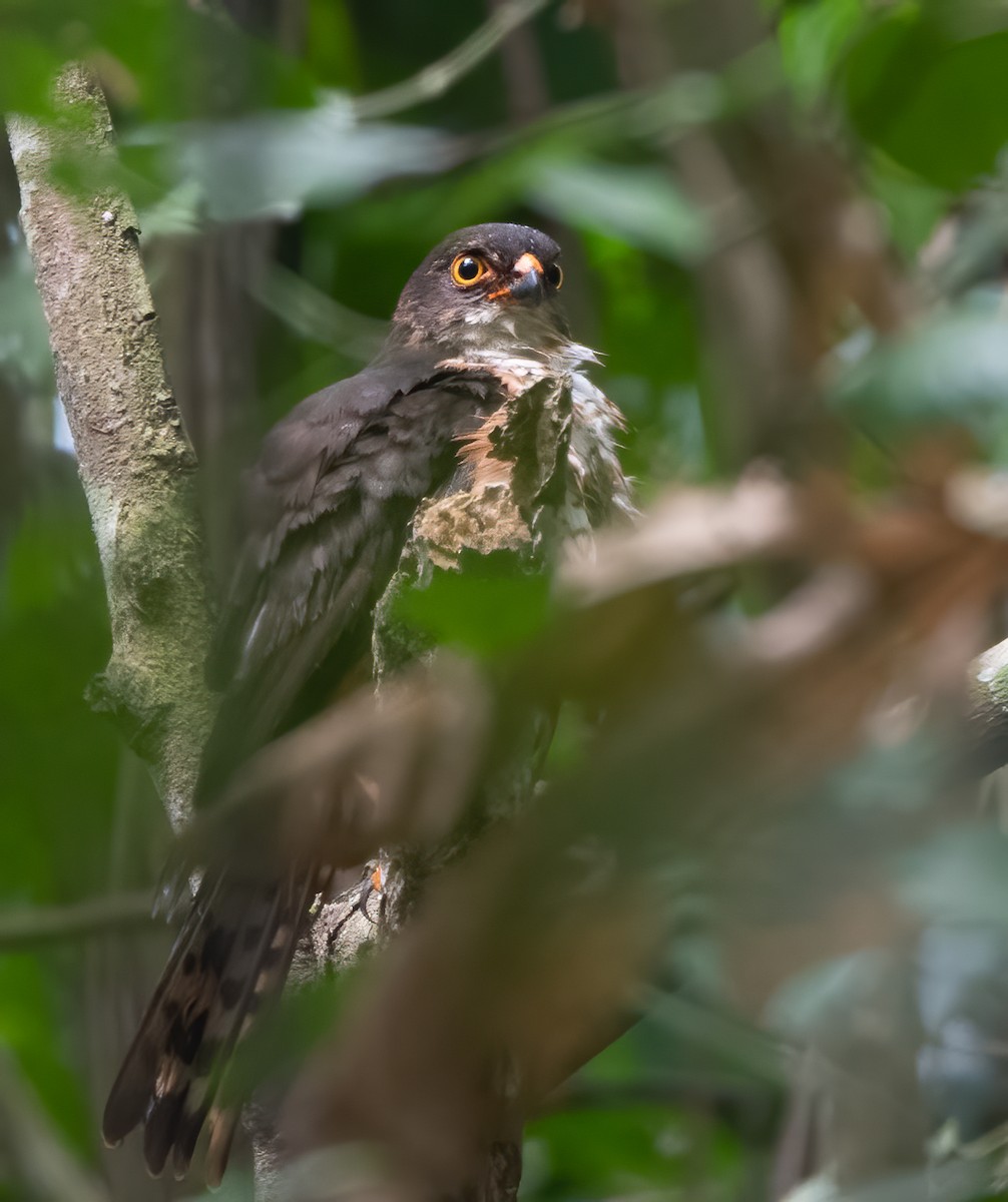 Red-thighed Sparrowhawk - John Sterling