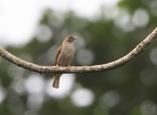 Yellow-footed Honeyguide
