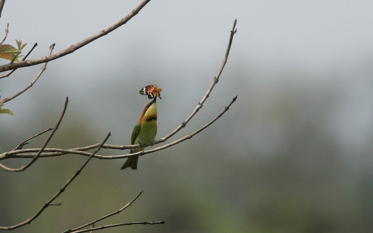 Chestnut-headed Bee-eater - ML313800571