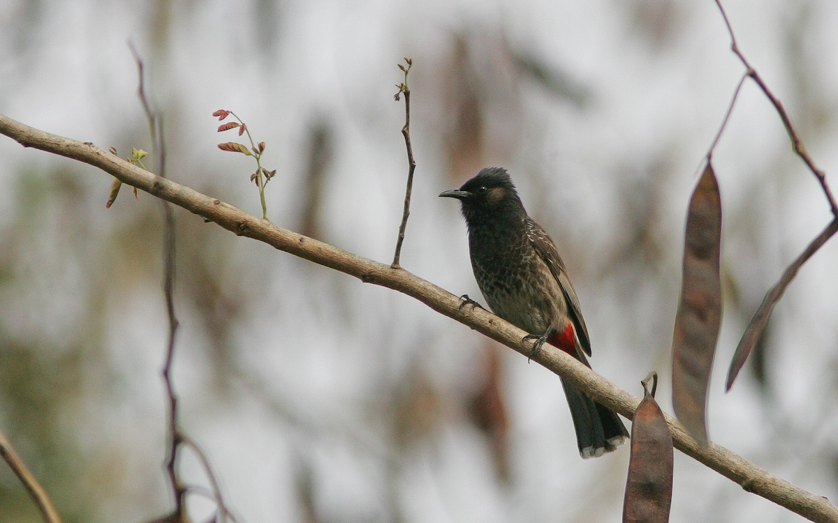 Red-vented Bulbul - ML313800791