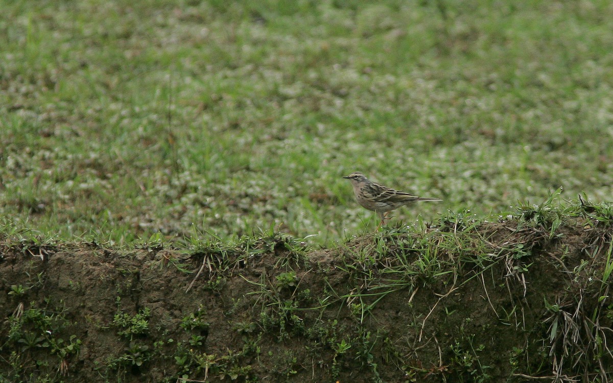 Rosy Pipit - ML313800931