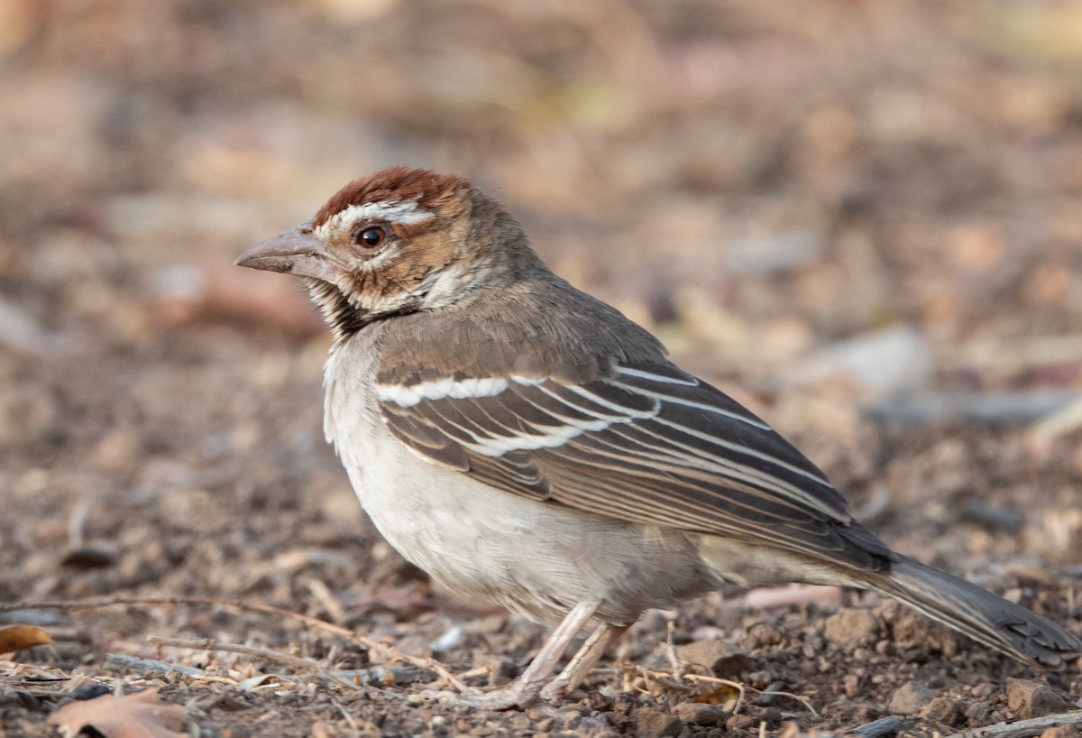 Chestnut-crowned Sparrow-Weaver - John Sterling