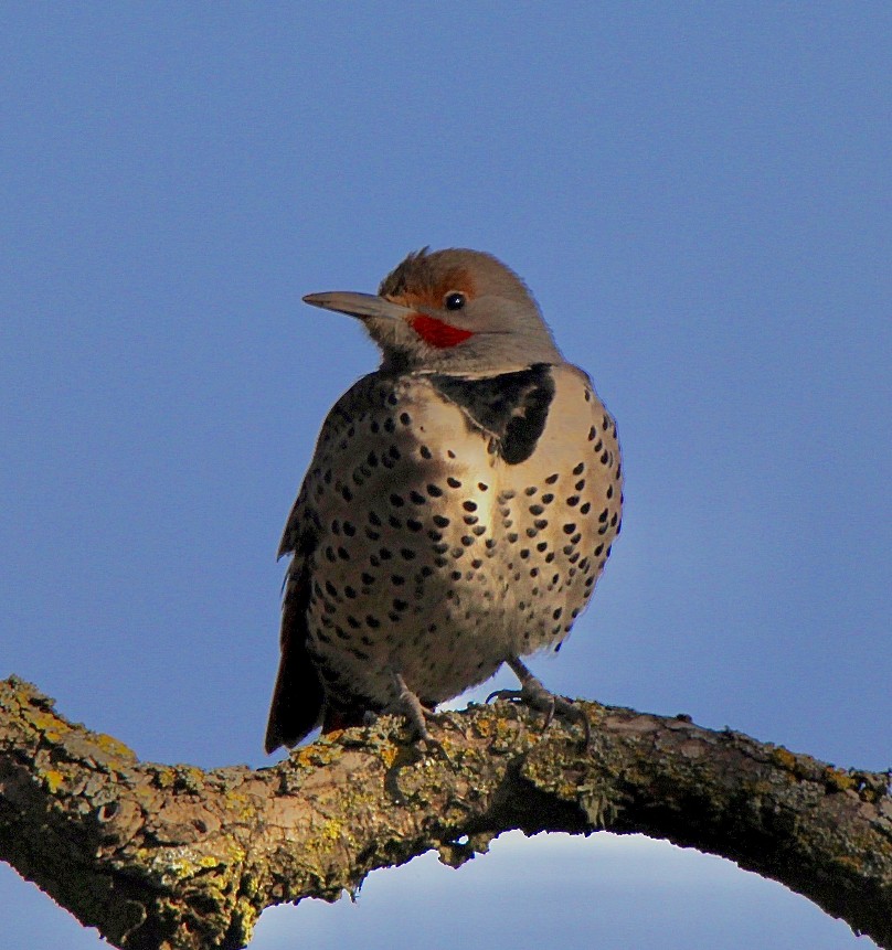 Northern Flicker (Red-shafted) - ML313808641