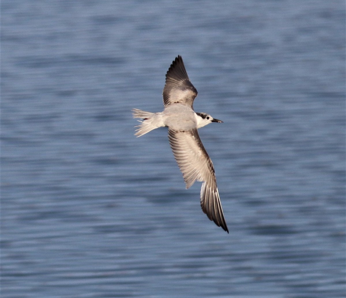 White-winged Tern - David Ekdahl