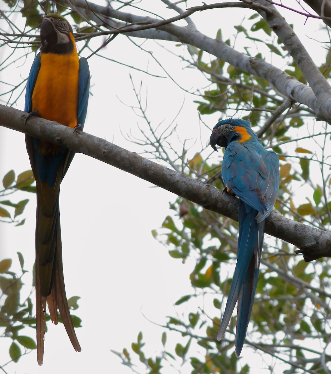 Blue-throated Macaw - ML31381131