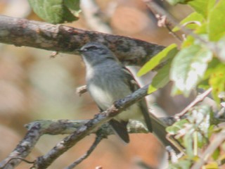  - Black-fronted Tyrannulet