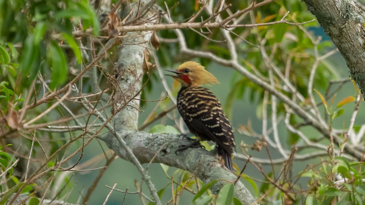 Blond-crested Woodpecker - Ricardo Mitidieri