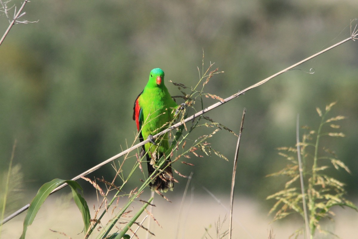 Red-winged Parrot - ML313819181