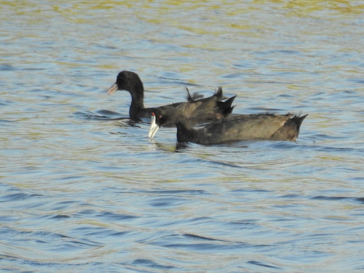 Red-knobbed Coot - ML31382031