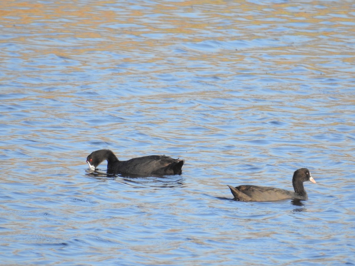 Red-knobbed Coot - ML31382051