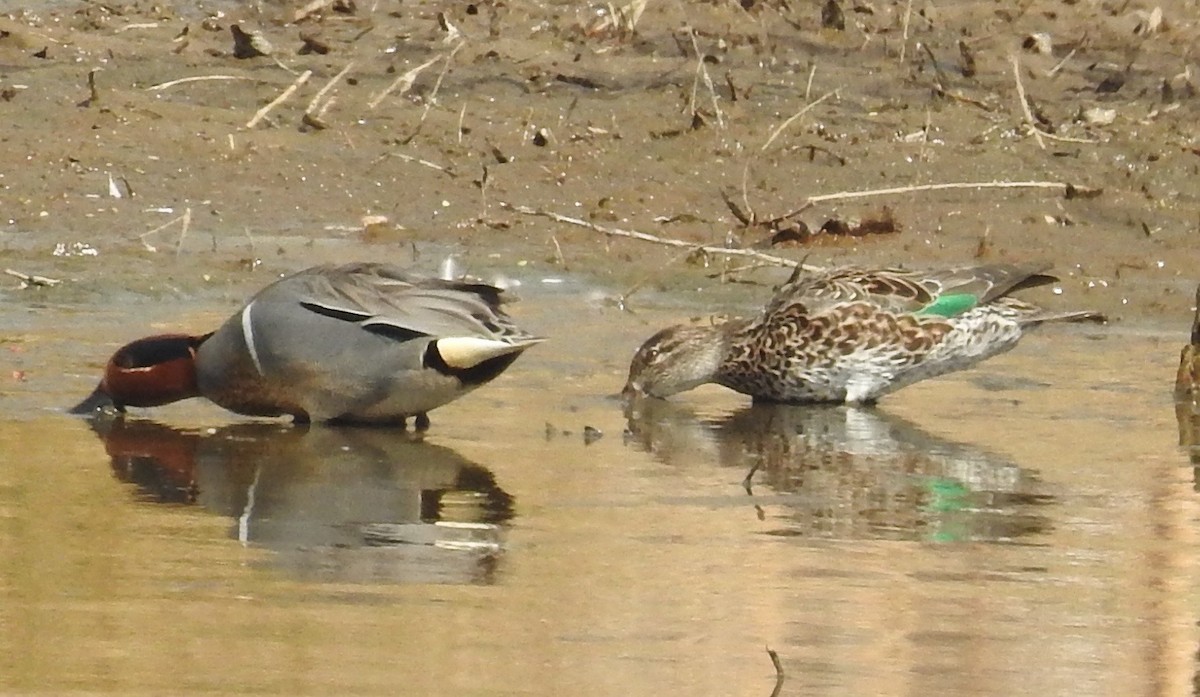 Green-winged Teal - ML313824071