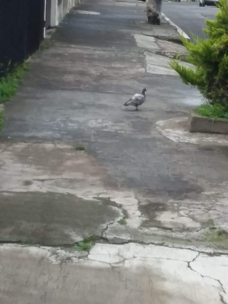 Rock Pigeon (Feral Pigeon) - ML313824491