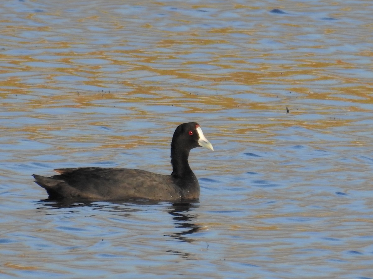 Red-knobbed Coot - ML31382521