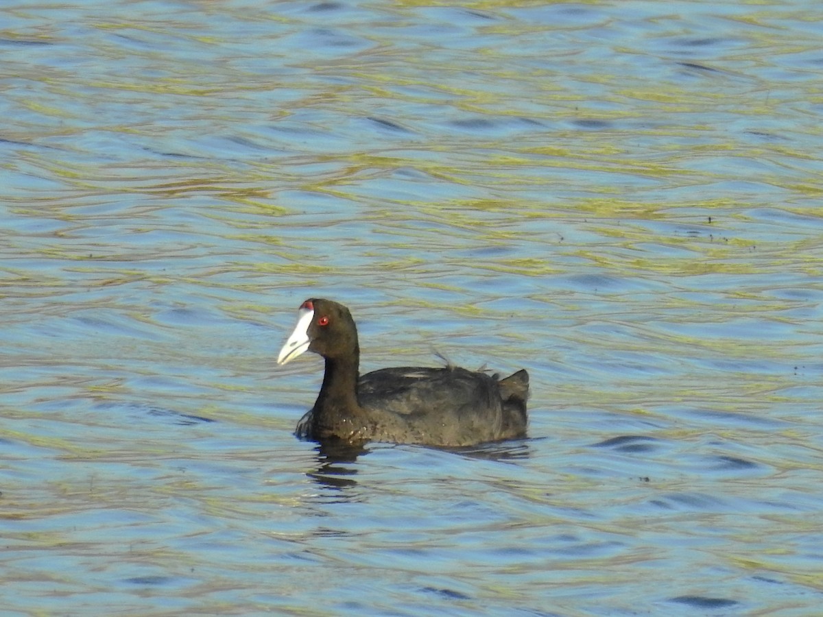 Red-knobbed Coot - ML31382531