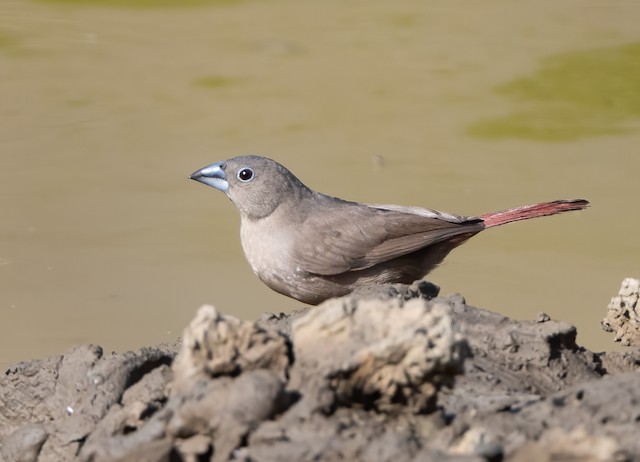 Amarante masqué - eBird