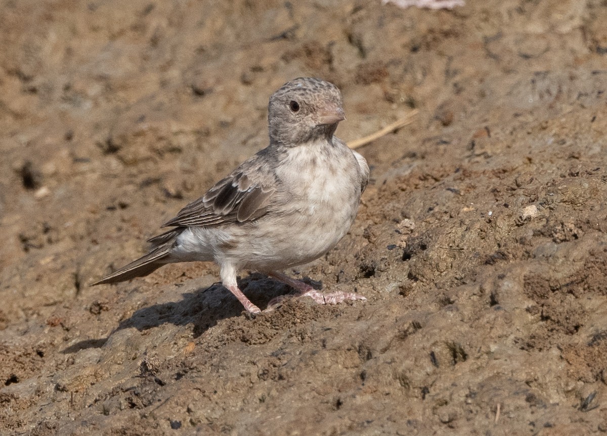 White-rumped Seedeater - ML313830811