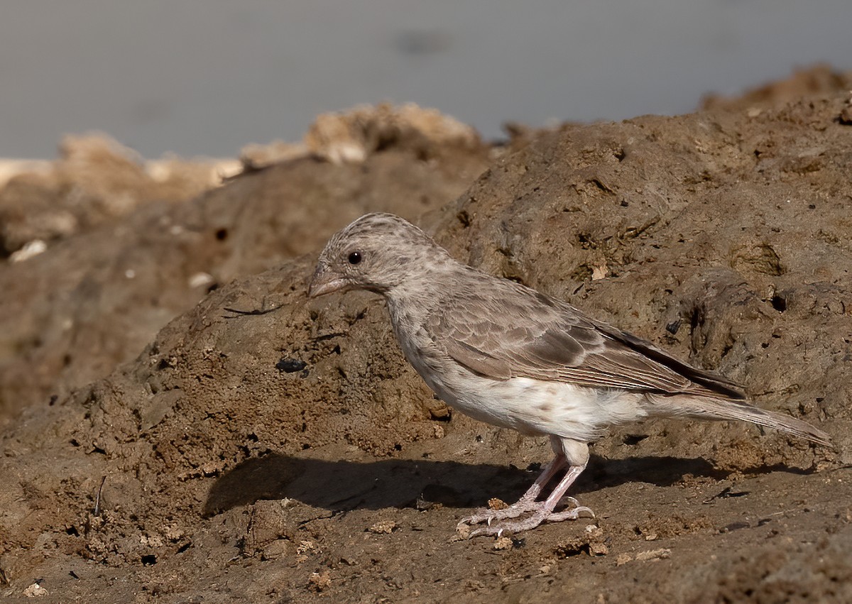 White-rumped Seedeater - ML313830831