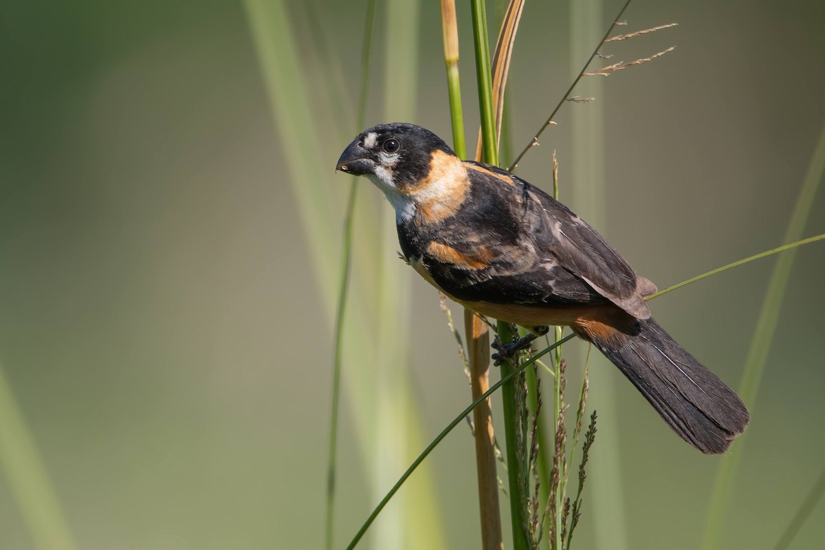 Rusty-collared Seedeater - Pablo Re