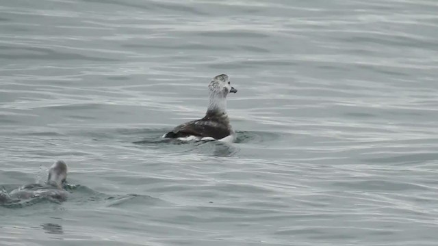 Long-tailed Duck - ML313832281